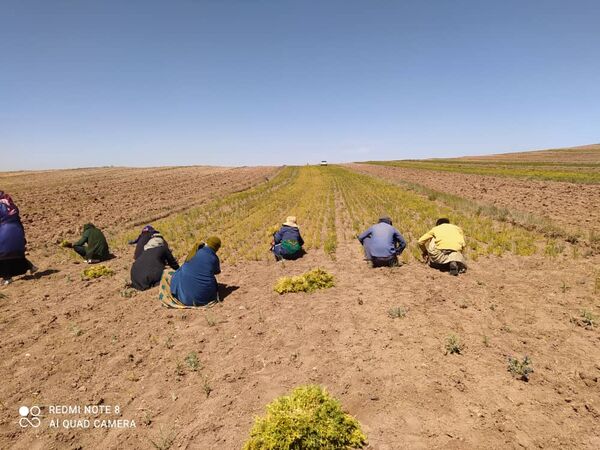آغاز برداشت عدس دیم از مزارع کشاورزی قزوین