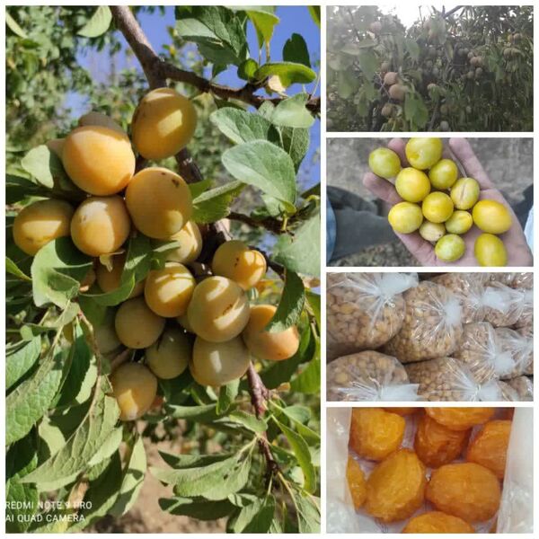 برداشت آلو بخارا از باغات مروست
