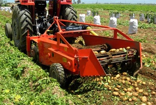سیب زمینی بیضا به قطر صادر می شود