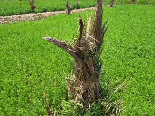 تهویه زمین و حاصل‌خیزی خاک با کشت یونجه در آبادان
