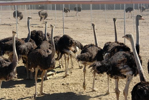 پرورش شتر مرغ فرصت اقتصادی پر سود برای خراسان جنوبی