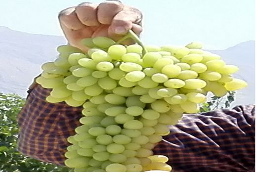 برداشت انگور از تاکستان های کوار شروع شده است