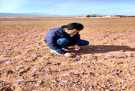 ارتفاع، دما و تغذیه؛ کلید طلایی زعفران