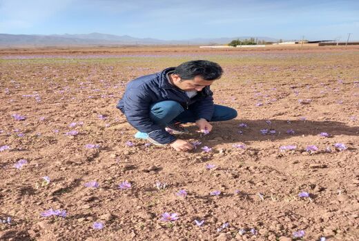 ارتفاع، دما و تغذیه؛ کلید طلایی زعفران