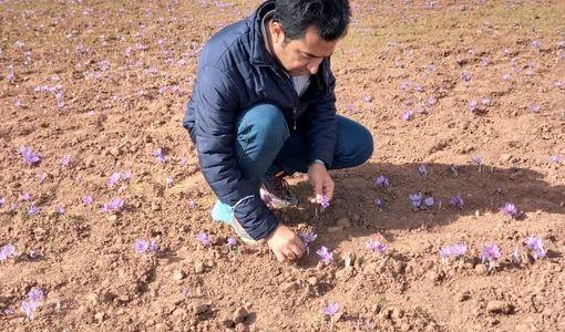 ارتفاع، دما و تغذیه؛ کلید طلایی زعفران