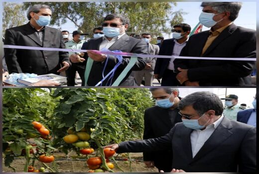 بهره‌برداری از گلخانه 4 هکتاری دهنگ بستک 