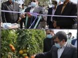 بهره‌برداری از گلخانه 4 هکتاری دهنگ بستک 
