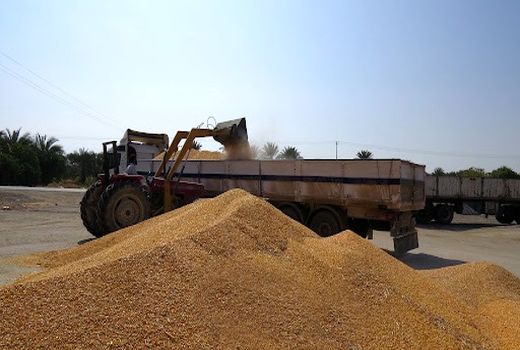 بارگیری 64 هزار تن جو وارداتی از بندر شهید بهشتی چابهار