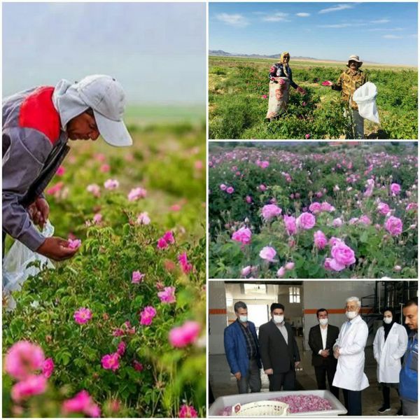 آغاز برداشت گل محمدی در شهرستان جاجرم