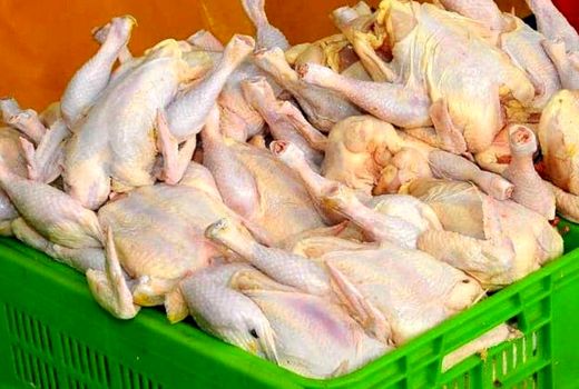 ذخیره سازی روزانه ۵۰ تن مرغ مازاد بر مصرف استان لرستان 