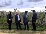 شهرستان بناب با تولید 35 هزار و 112تن کشمش، رتبه نخست استان در فرآوری و صادرات انگور