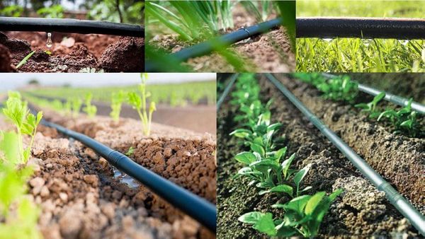 امسال 6200  هکتار از اراضی کشاورزی آذربایجان غربی به سامانه های نوین آبیاری تجهیز می شود