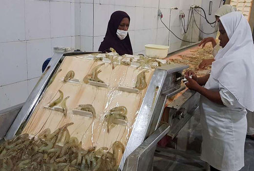 صادرات میگوی سیستان وبلوچستان به چهارکشوردنیا 