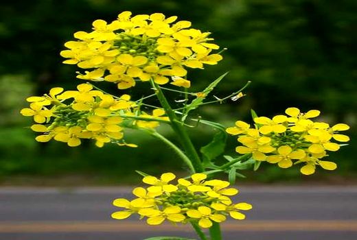 پایان کاشت خاکشیر در فیروزآباد  