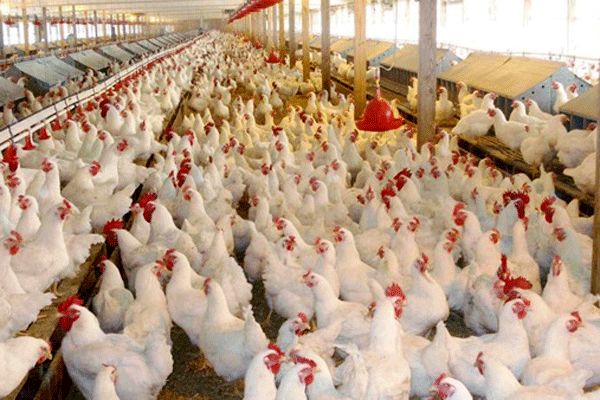 بهره‌برداری از بزرگترین واحد مرغداری در کاشان