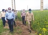کشت کلزا ضرورتی مهم برای تحقق جهش تولید، خودکفایی کشور و اقتصاد مقاومتی