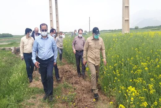 کشت کلزا ضرورتی مهم برای تحقق جهش تولید، خودکفایی کشور و اقتصاد مقاومتی