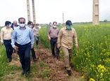 کشت کلزا ضرورتی مهم برای تحقق جهش تولید، خودکفایی کشور و اقتصاد مقاومتی