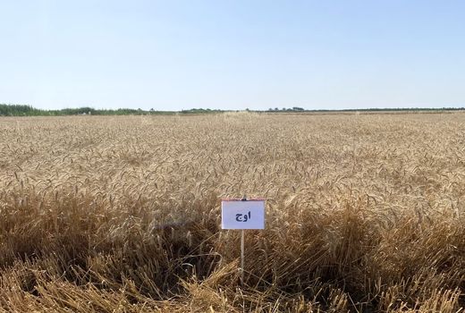 اجرای طرح مقایسه ارقام گندم در کارون