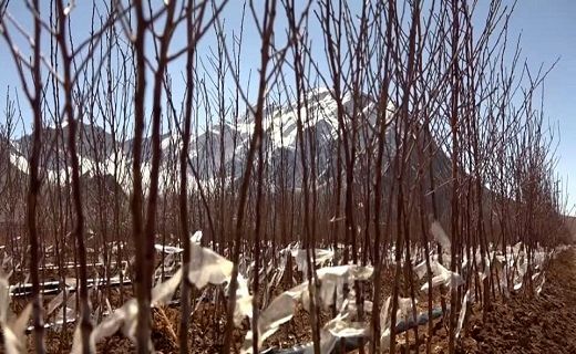 جوانههای اشتغال با بهره برداری از بزرگترین نهالستان منطقه سردسیر کشور