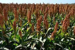 تولید بیش از 500 تن بذر سورگوم