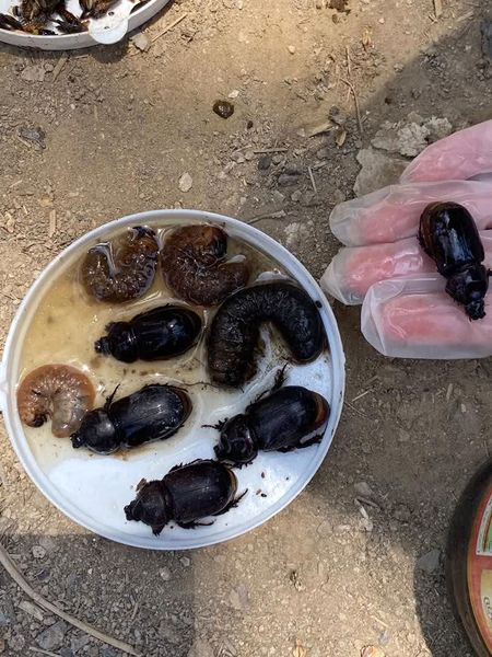 اجرای پروژه پیش آگاهی سوسک‌های چوب‌خوار در نخیلات آبادان