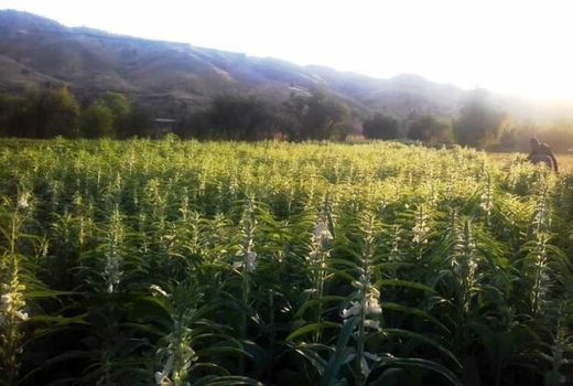 اصفهان در مسیر خودکفایی دانه‌های روغنی