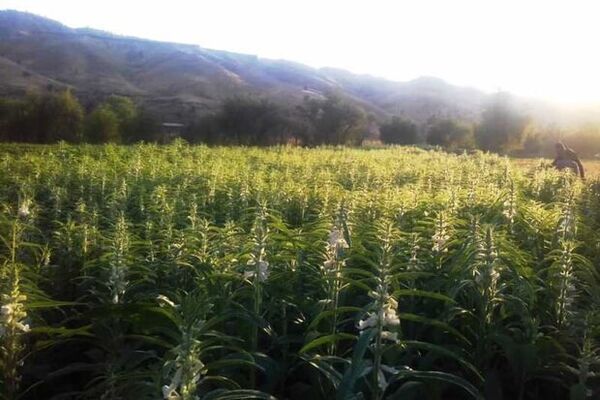 اصفهان در مسیر خودکفایی دانه‌های روغنی