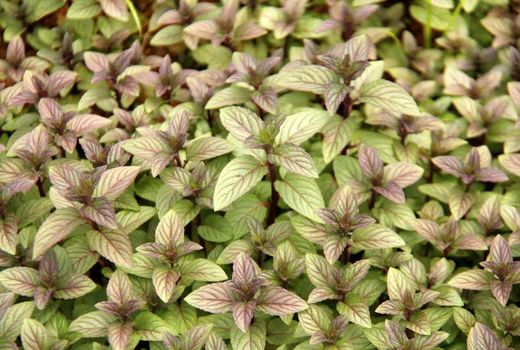 25 هزار نشاء گیاه دارویی بین زنان روستایی شهرستان شهرکرد توزیع شد