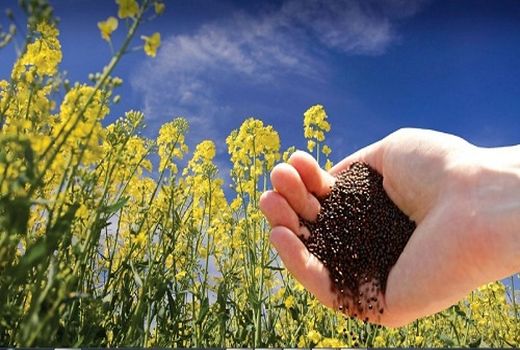 کشت دانه روغنی کلزا در مُهر آغاز شد