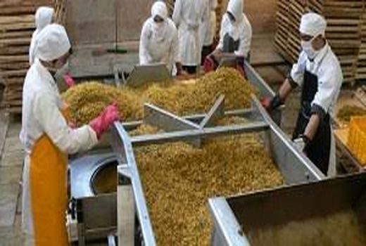 جلوگیری از هدر رفت ۱۱۱ هزار تن محصول کشاورزی با فرآوری