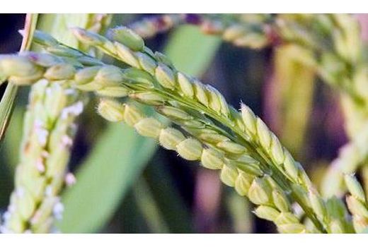 90 درصد شالیزارهای مازندران به خوشه رسیدند/ برگزاری آیین اولین برداشت مکانیزه برنج کشور