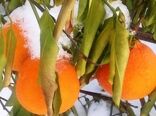 سرمازدگی مهم ترین عامل خسارت به درختان میوه