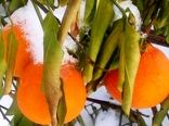 سرمازدگی مهم ترین عامل خسارت به درختان میوه