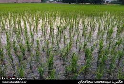 محدودیت کشت برنج و مشکل معیشتی کشاورزان خراسان شمالی