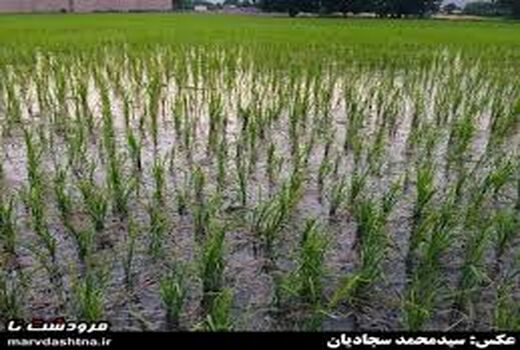 محدودیت کشت برنج و مشکل معیشتی کشاورزان خراسان شمالی