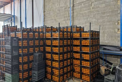 اوراسیا مقصد صادراتی نارنگی شهرستان کازرون