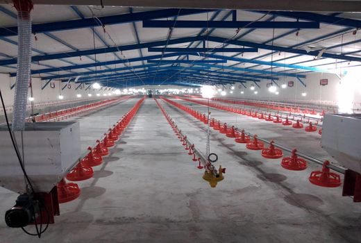 یک مرغداری گوشتی در لارستان افتتاح شد