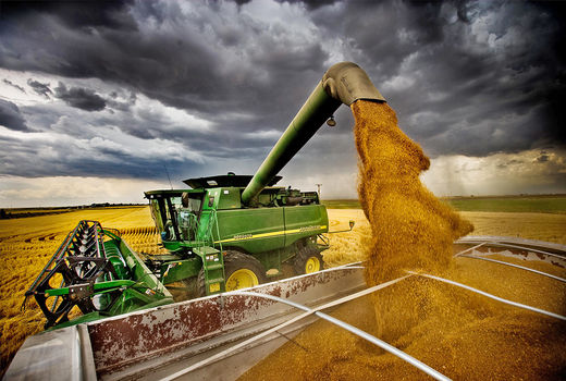 خرید تضمینی 825 هزار تن گندم مازاد بر نیاز کشاورزان 