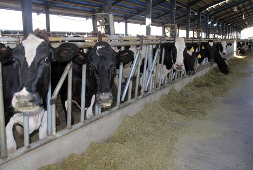 چالش‌های احداث مجتمع‌های دامپروری در چهارمحال و بختیاری