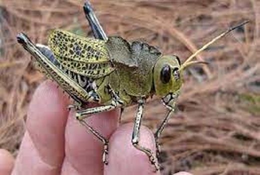 شناسایی12  کانون ملخ مراکشی در خراسان شمالی 