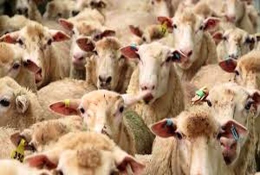 هویت گذاری‌  ۹۰ درصدی دام‌های شهرستان بجنورد 