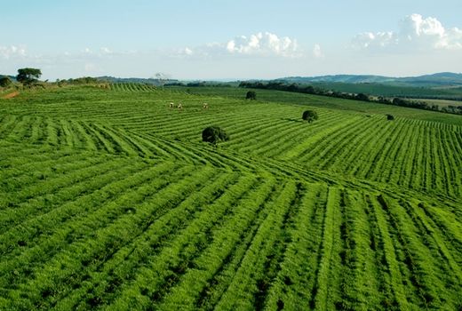 دیپلماسی کشاورزی در دولت چهاردهم جان تازه گرفت / تحرک بین‌المللی در کشاورزی ایران