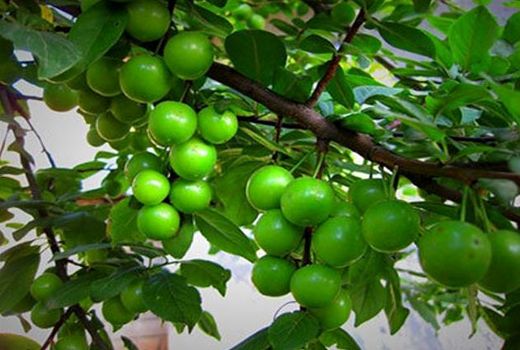 تولید میوه های نوبرانه در خراسان شمالی برای نخستین بار