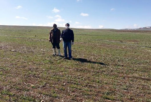 مزارع گندم و کلزای آذربایجان شرقی در وضعیت رضایت بخش قرار دارند