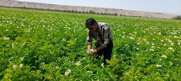 آغاز برداشت سیب زمینی در شهرستان داراب