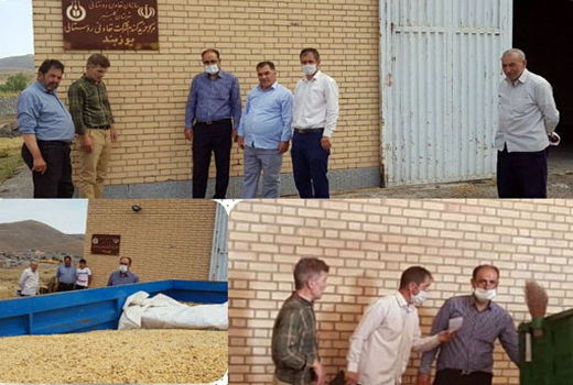 آمادگی خرید مراکز خرید تضمینی گندم شهرستان کلیبـر
