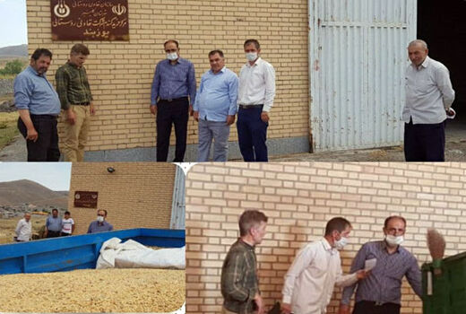 آمادگی خرید مراکز خرید تضمینی گندم شهرستان کلیبـر
