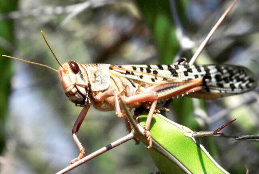 باغ‌های اصفهان از حمله ملخ‌ها مصون ماندند