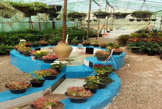 اشتغال زایی با پرورش گیاهان زینتی توسط بانوی کارآفرین در استان فارس